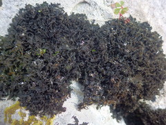 Lathagrium cristatum