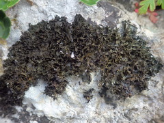 Lathagrium cristatum