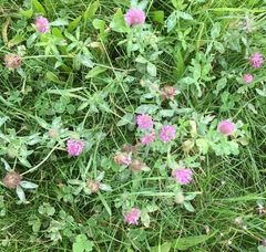 Trifolium pratense