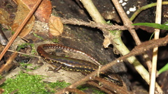 Sphenomorphus kinabaluensis