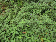 Ruellia squarrosa