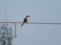 Lanius bucephalus