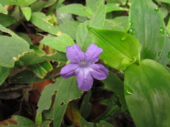 Ruellia squarrosa