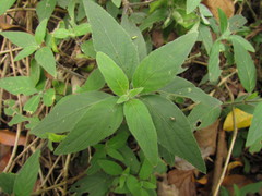 Ruellia squarrosa