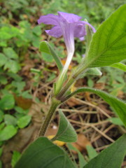Ruellia squarrosa