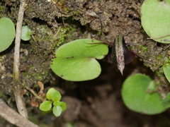 Corybas papillosus
