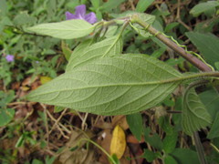 Ruellia squarrosa