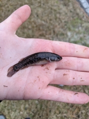 Umbra pygmaea