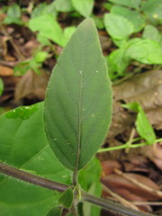 Ruellia squarrosa