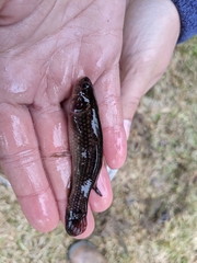 Umbra pygmaea
