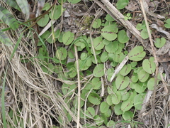 Corybas papillosus