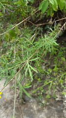 Dyssodia tagetiflora