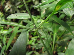 Schaueria paranaensis