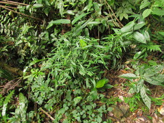 Schaueria paranaensis