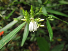 Schaueria paranaensis