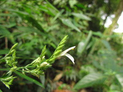 Schaueria paranaensis