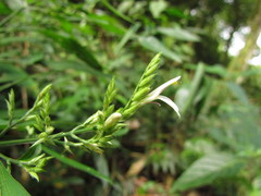 Schaueria paranaensis