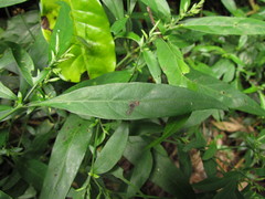 Schaueria paranaensis