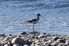 Himantopus mexicanus