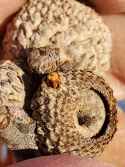 Callirhytis glandulus