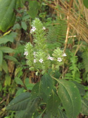 Staurogyne sylvatica