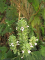 Staurogyne sylvatica