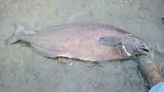 Ragfish photo 3