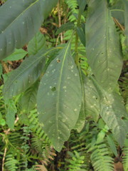 Staurogyne sylvatica