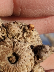 Callirhytis glandulus