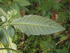 Staurogyne sylvatica