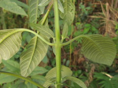 Staurogyne sylvatica