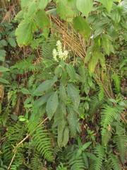 Staurogyne sylvatica