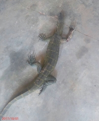 Varanus niloticus