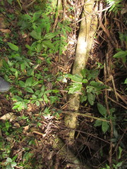 Stenandrium tenellum