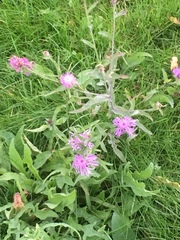 Centaurea