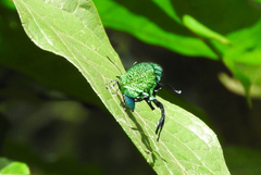 Arcas imperialis
