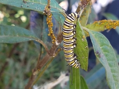 Danaus plexippus