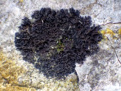 Scytinium schraderi