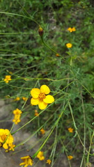 Dyssodia tagetiflora