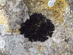 Scytinium schraderi