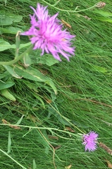 Centaurea