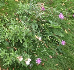 Centaurea