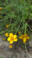 Dyssodia tagetiflora