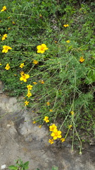 Dyssodia tagetiflora