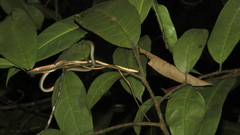Dendrelaphis haasi