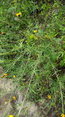 Dyssodia tagetiflora