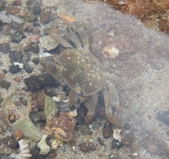 Paragrapsus quadridentatus