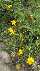 Dyssodia tagetiflora