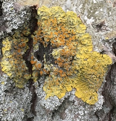 Xanthoria parietina