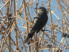 Hypsipetes amaurotis